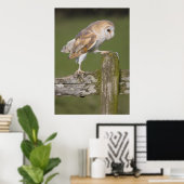 Barn Owl die naar een wal gaat Poster (Thuiskantoor)