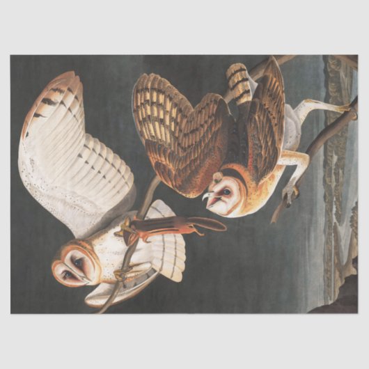 Barn Owl door John James Audubon Tissuepapier (Voorkant)
