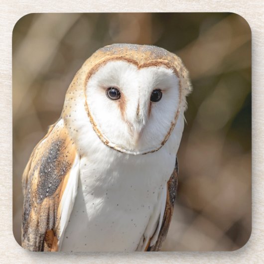 Barn Owl Drankjes Onderzetter (Voorkant)