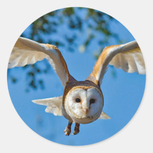 Barn Owl Flight Photo Ronde Sticker