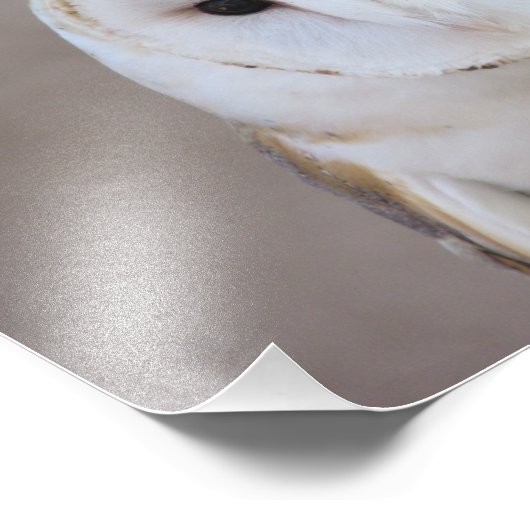 Barn Owl Foto Afdruk (Hoek)