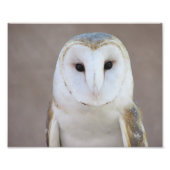 Barn Owl Foto Afdruk (Voorkant)