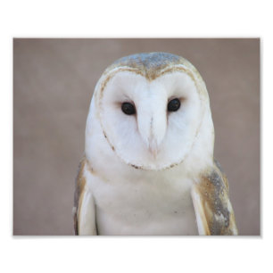 Barn Owl Foto Afdruk