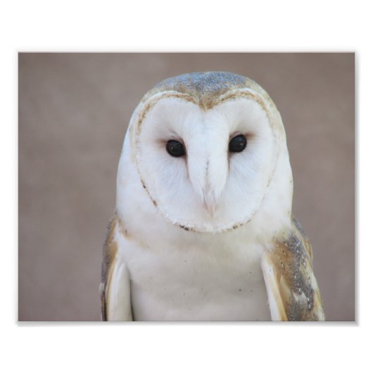 Barn Owl Foto Afdruk (Voorkant)