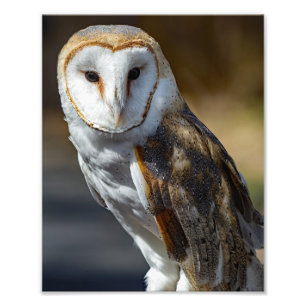Barn Owl Foto Afdruk