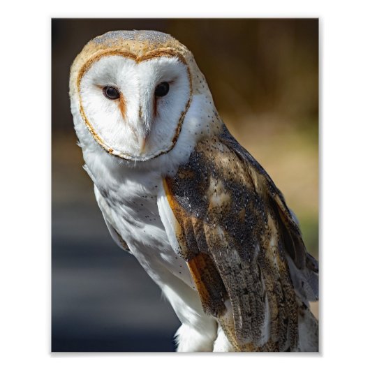 Barn Owl Foto Afdruk (Voorkant)
