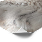 Barn Owl Foto Afdruk (Hoek)