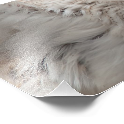 Barn Owl Foto Afdruk (Hoek)