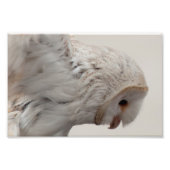 Barn Owl Foto Afdruk (Voorkant)