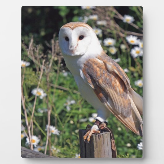 Barn Owl Fotoplaat (Voorkant)