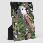 Barn Owl Fotoplaat (Zijkant)