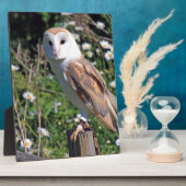 Barn Owl Fotoplaat (Zijkant)