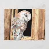 Barn owl in Barn Window Animal Natuur Art Briefkaart (Achterkant)