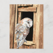 Barn owl in Barn Window Animal Natuur Art Briefkaart (Voorkant)