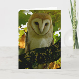 Barn owl in eiken boomstam kaart