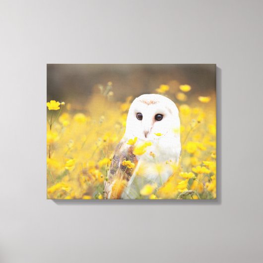 Barn Owl in Geel Veldveld Canvas Afdruk (Voorkant)