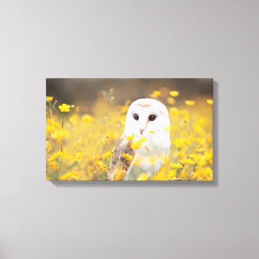 Barn Owl in Geel Veldveld Canvas Afdruk (Voorkant)