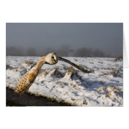 Barn Owl in sneeuw