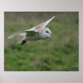 Barn owl in vlucht poster (Voorkant)