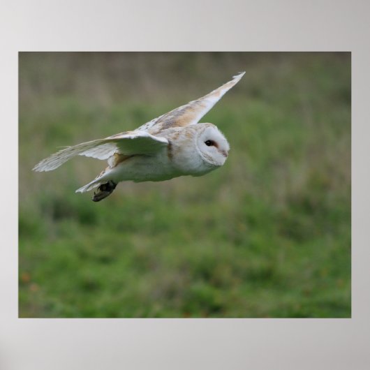Barn owl in vlucht poster (Voorkant)