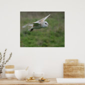 Barn owl in vlucht poster (Keuken)