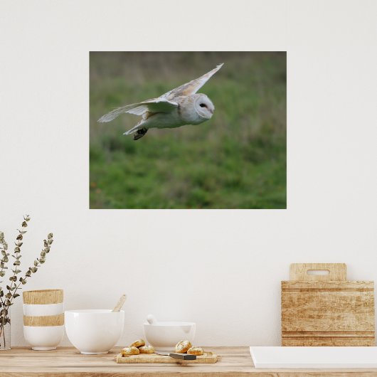 Barn owl in vlucht poster (Keuken)