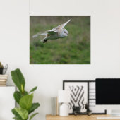 Barn owl in vlucht poster (Thuiskantoor)