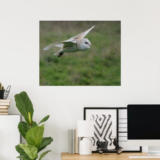 Barn owl in vlucht poster (Thuiskantoor)