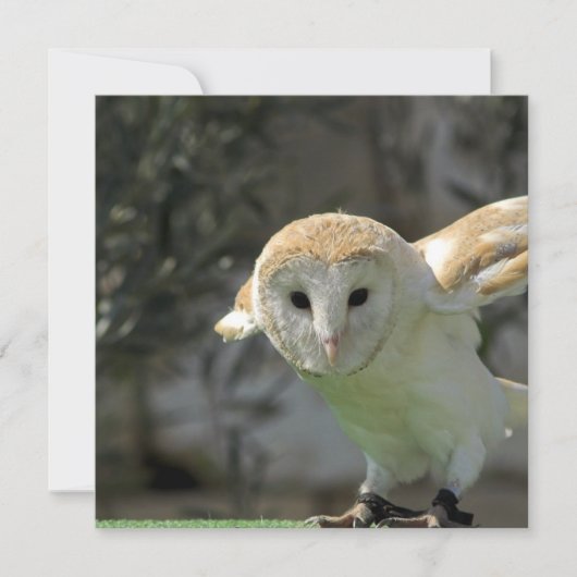 Barn Owl Invitation Kaart (Voorkant)