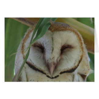 Barn Owl - Joe Sweeney - kaart