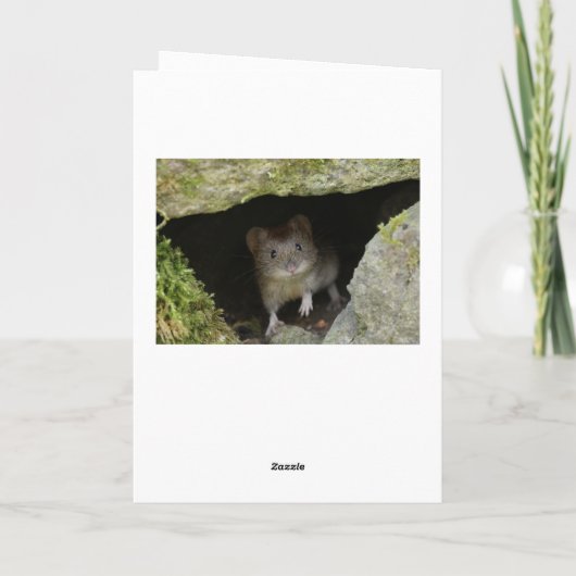 Barn owl kaart (Achterkant)