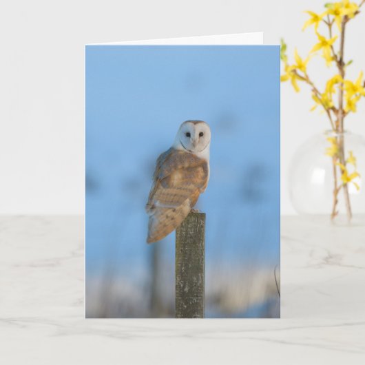 Barn owl kaart (Gele Bloem)