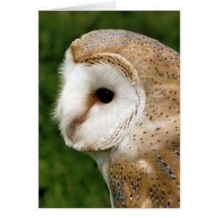 BARN OWL KAART
