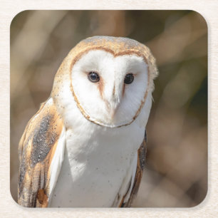 Barn Owl Kartonnen Onderzetters
