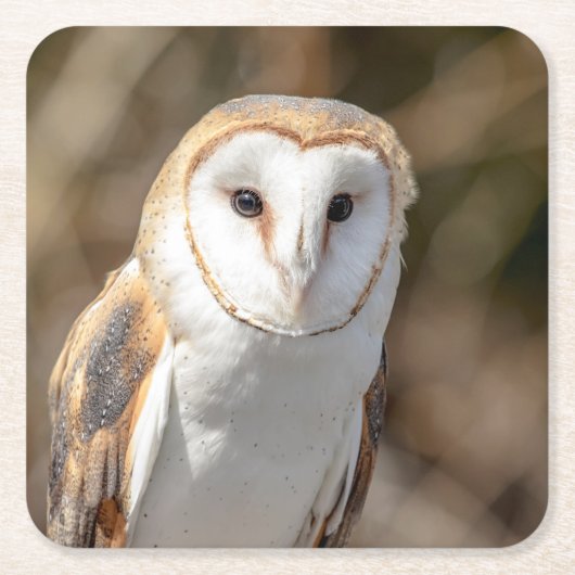 Barn Owl Kartonnen Onderzetters (Voorkant)