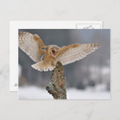 Barn owl landt naar een piek briefkaart (Voorkant / Achterkant)