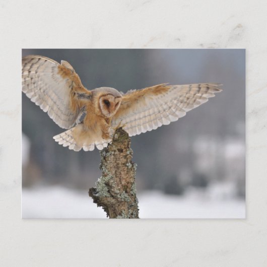 Barn owl landt naar een piek briefkaart (Voorkant)