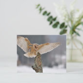 Barn owl landt naar een piek briefkaart (Staand voorkant)