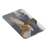 Barn owl landt naar een piek magneet (Rechterzijde)