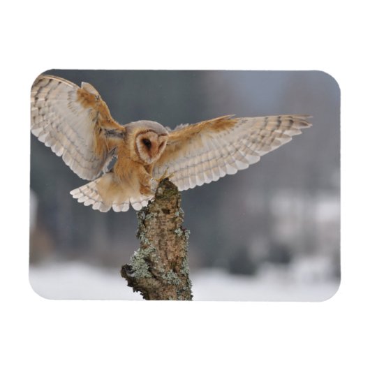 Barn owl landt naar een piek magneet (Horizontaal)