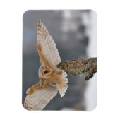 Barn owl landt naar een piek magneet (Verticaal)