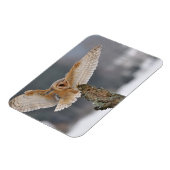 Barn owl landt naar een piek magneet (Linkerzijde)