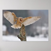 Barn owl landt naar een piek poster (Voorkant)