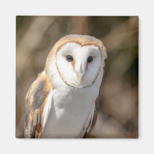 Barn Owl Magneet (Voorkant)