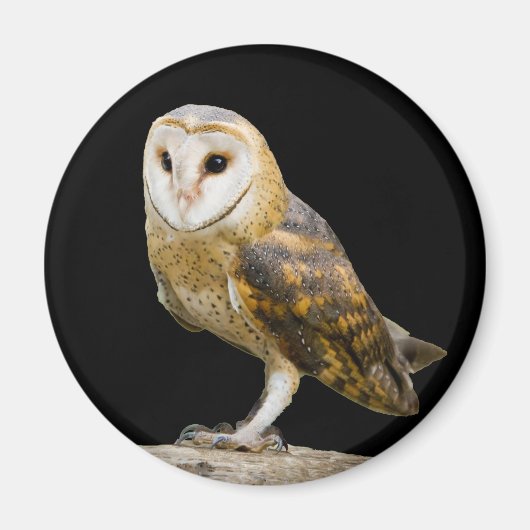 Barn Owl Magneet (Voorkant)