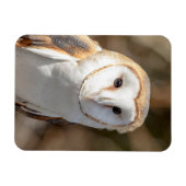 Barn Owl Magneet (Horizontaal)