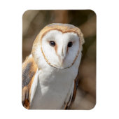 Barn Owl Magneet (Verticaal)