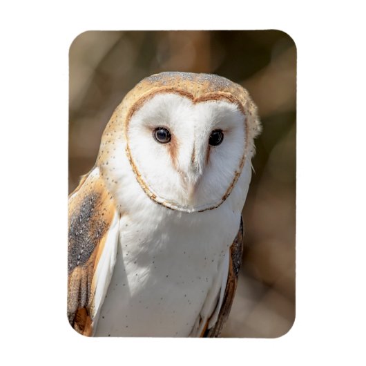 Barn Owl Magneet (Verticaal)