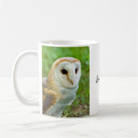 Barn Owl Mok