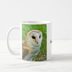 Barn Owl Mok